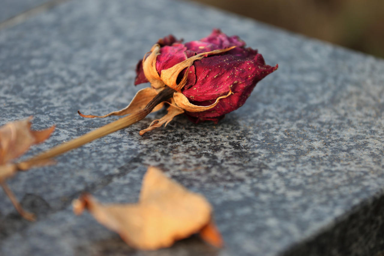 Photo montrant une rose fânée sur une pierre tombale.