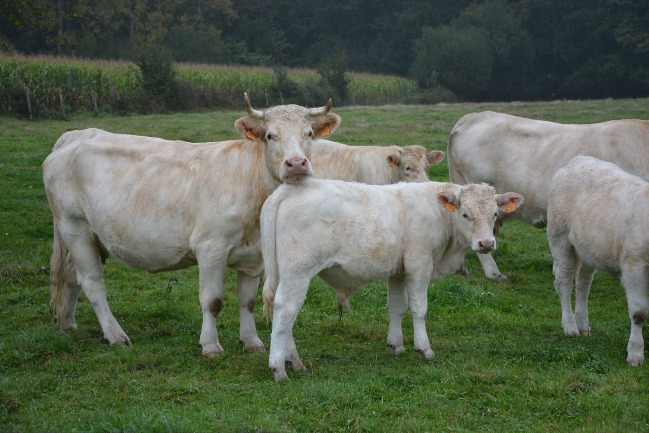 Photo montrant des vaches dans un pré.